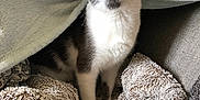 Toulouse a rejoint le concours — aidez-le/la à gagner de superbes lots ! cat, gray, white, blanket, cozy, fur, pet, indoor, soft, texture, furniture, curious, eyes, whiskers, comfort, couch, cute, domestic, animal, relaxation