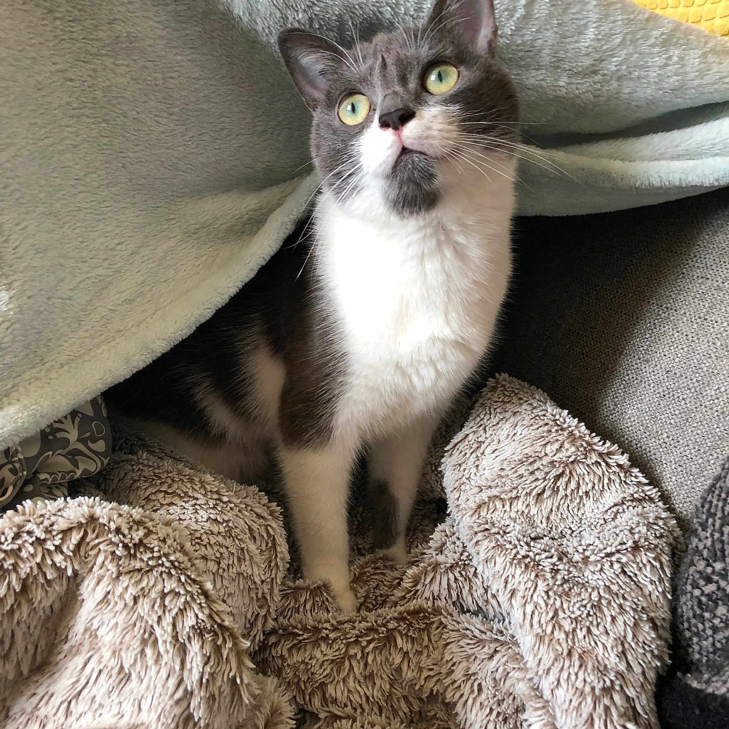 Toulouse a rejoint le concours — aidez-le/la à gagner de superbes lots ! animal, blanket, cat, comfort, couch, cozy, curious, cute, domestic, eyes, fur, furniture, gray, indoor, pet, relaxation, soft, texture, whiskers, white