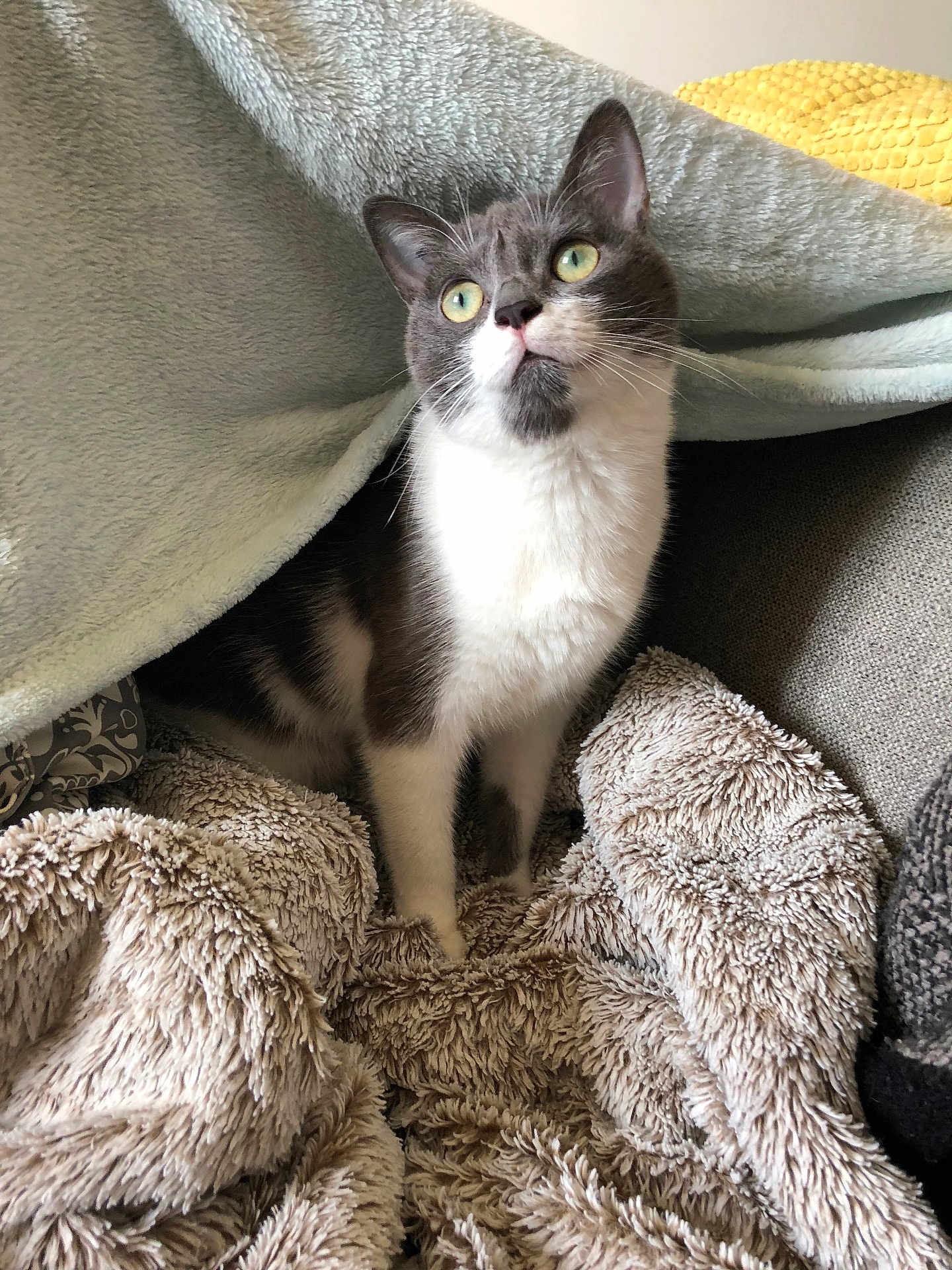 Toulouse a rejoint le concours — aidez-le/la à gagner de superbes lots ! cat, gray, white, blanket, cozy, fur, pet, indoor, soft, texture, furniture, curious, eyes, whiskers, comfort, couch, cute, domestic, animal, relaxation