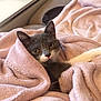 Toulouse participe au concours pour gagner de l'argent avec cette photo : cat, gray_cat, white_cat, blanket, pink_blanket, cozy, indoor, pet, fur, animal, resting, cute, curious, soft_texture, home, living_room, remote_control, table, relaxed, comfort