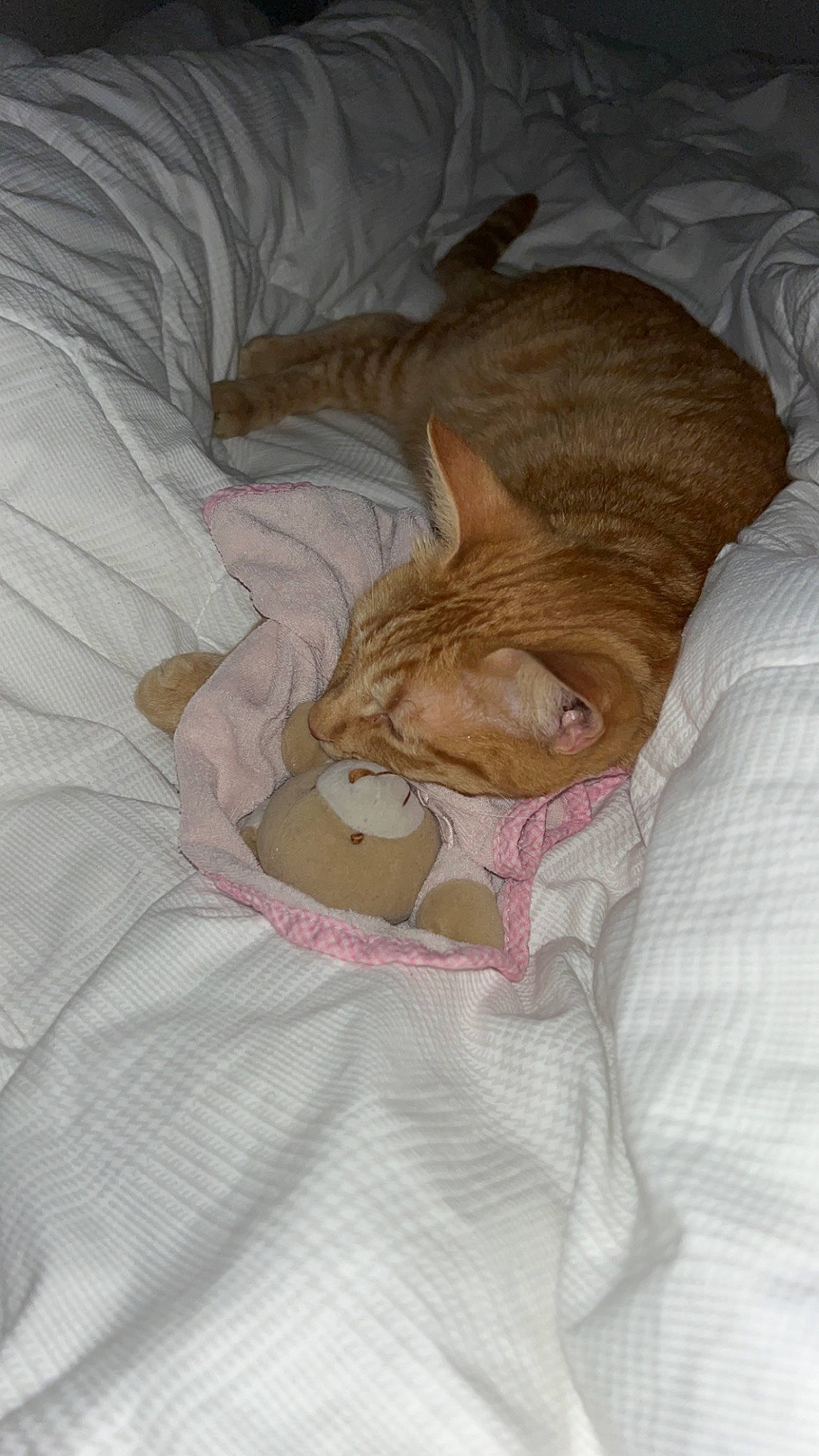 Tigrou a rejoint le concours — aidez-le/la à gagner de superbes lots ! bed, bedding, bedtime, blanket, brown, canidae, carnivore, cat, cat_supply, comfort, domestic_short_haired_cat, duvet, fawn, felidae, fur, linens, nap, small_to_medium_sized_cats, tail, whiskers