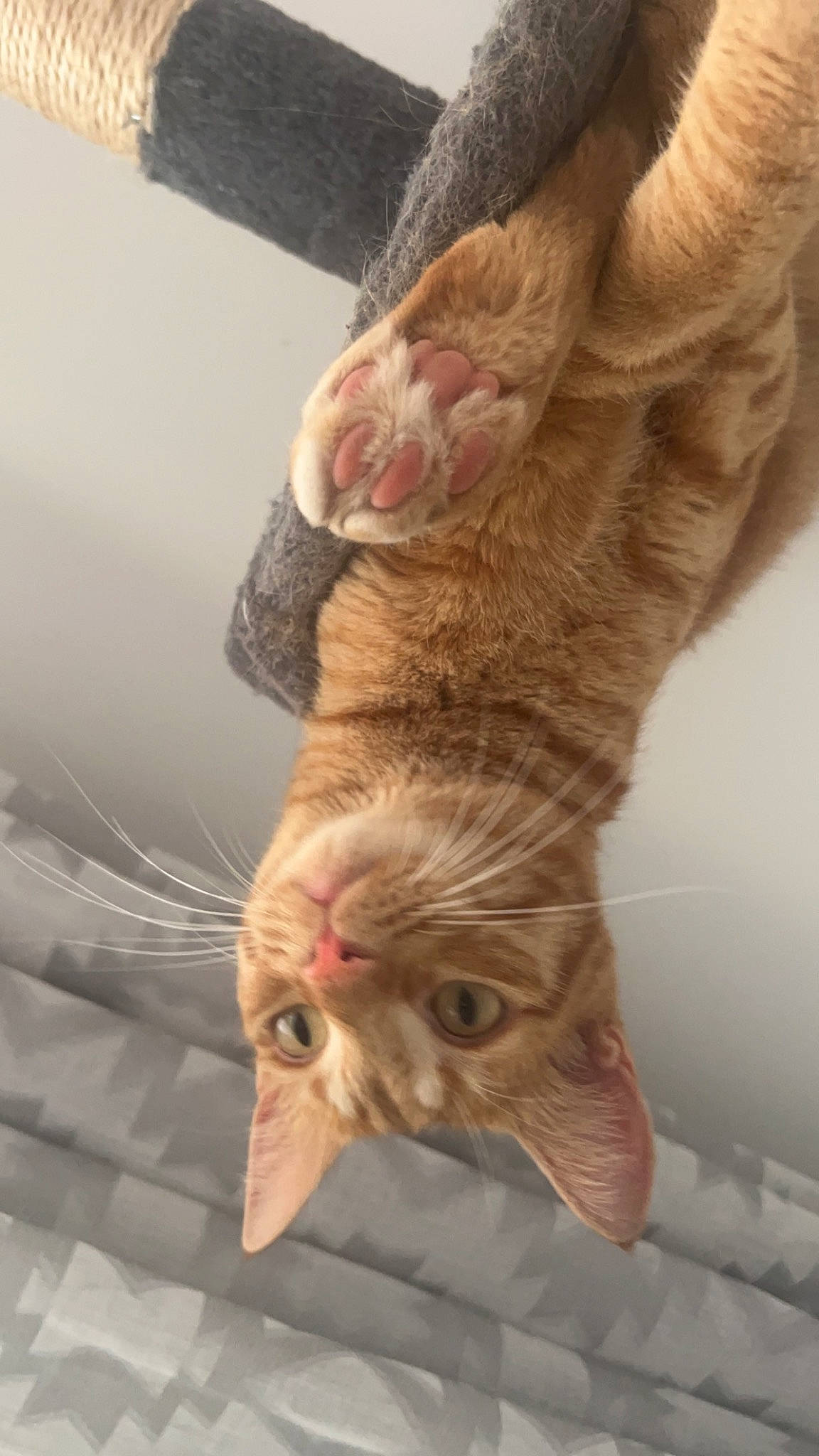 Tigrou a rejoint le concours — aidez-le/la à gagner de superbes lots ! carnivore, cat, claw, domestic_short_haired_cat, ear, eye, fawn, felidae, foot, fur, gesture, human_leg, leg, paw, small_to_medium_sized_cats, snout, tail, vertebrate, whiskers, wood