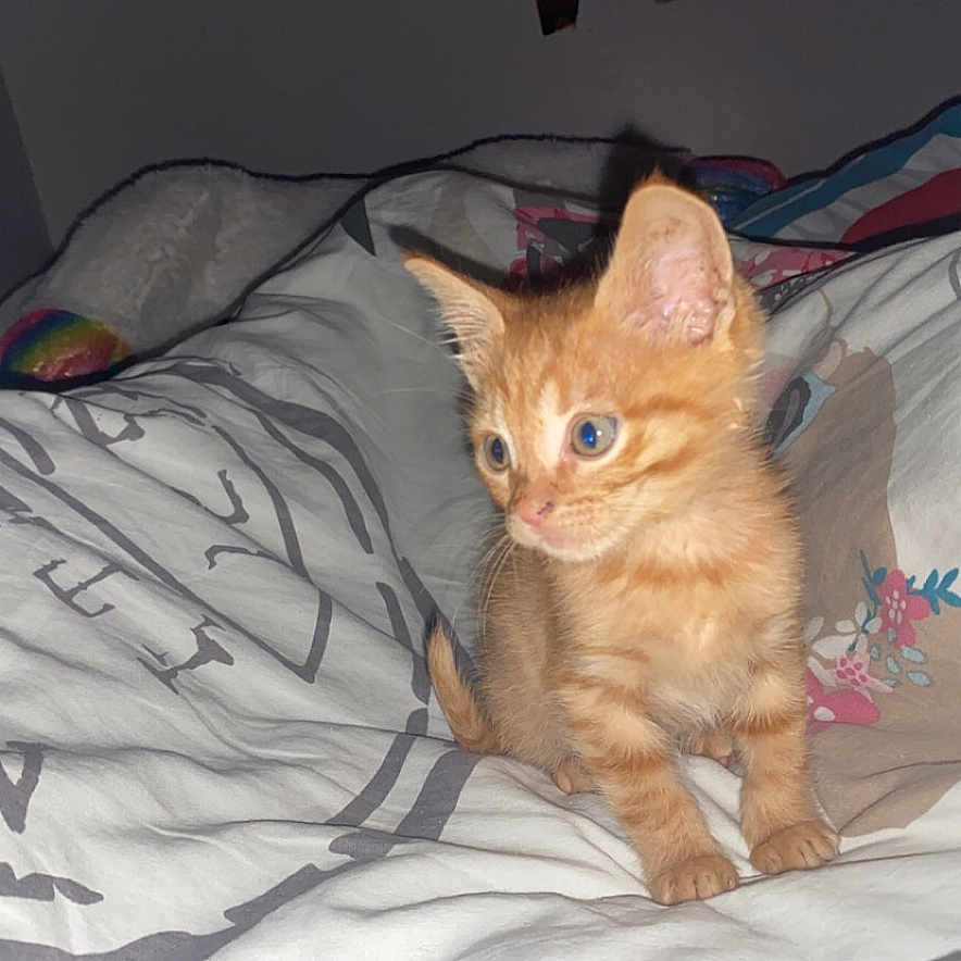 Tigrou