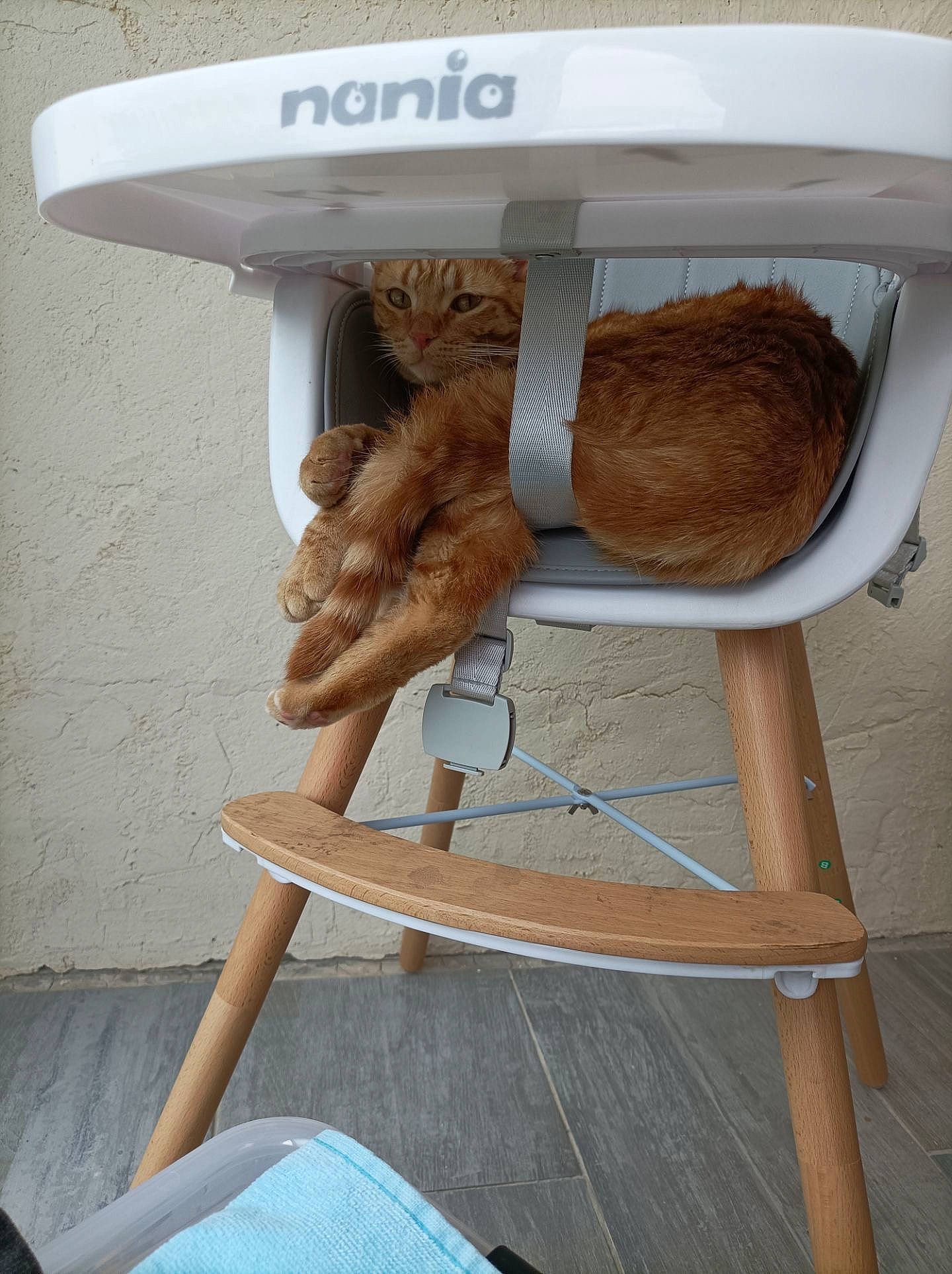 Tigrou participe au concours pour gagner de l'argent avec cette photo : armrest, cat_supply, chair, comfort, fashion_accessory, floor, flooring, furniture, hardwood, natural_material, outdoor_furniture, outdoor_table, plywood, room, shelf, shelving, table, wicker, wood, wood_stain