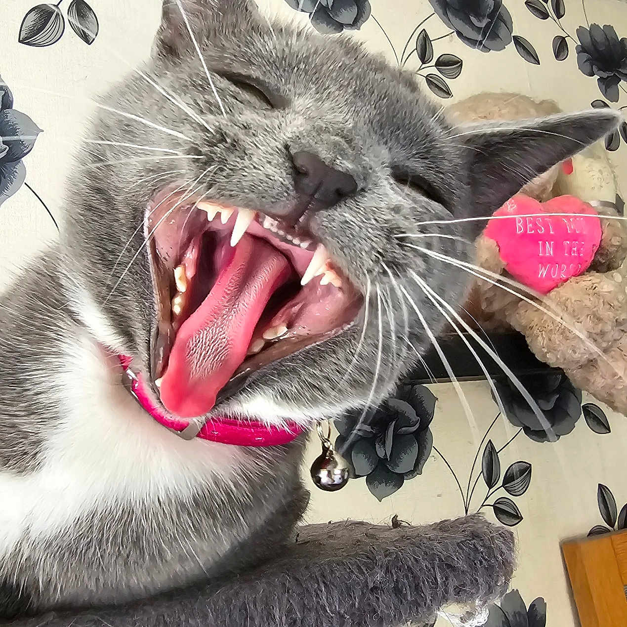 Gracie joined the competition — help win amazing prizes! accessories, adult, animal, bodypart, cat, face, female, head, mouth, person, pet, photography, plant, portrait, pottedplant, purple, selfie, teeth, tongue, woman