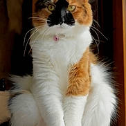 Sunnie is registered to the contest to win money with this photo: cat, calico, feline, pet, indoor, fur, whiskers, ears, eyes, sitting, soft_surface, closeup, animal, cute, domestic, portrait, fluffy, tabby, relaxed, alert