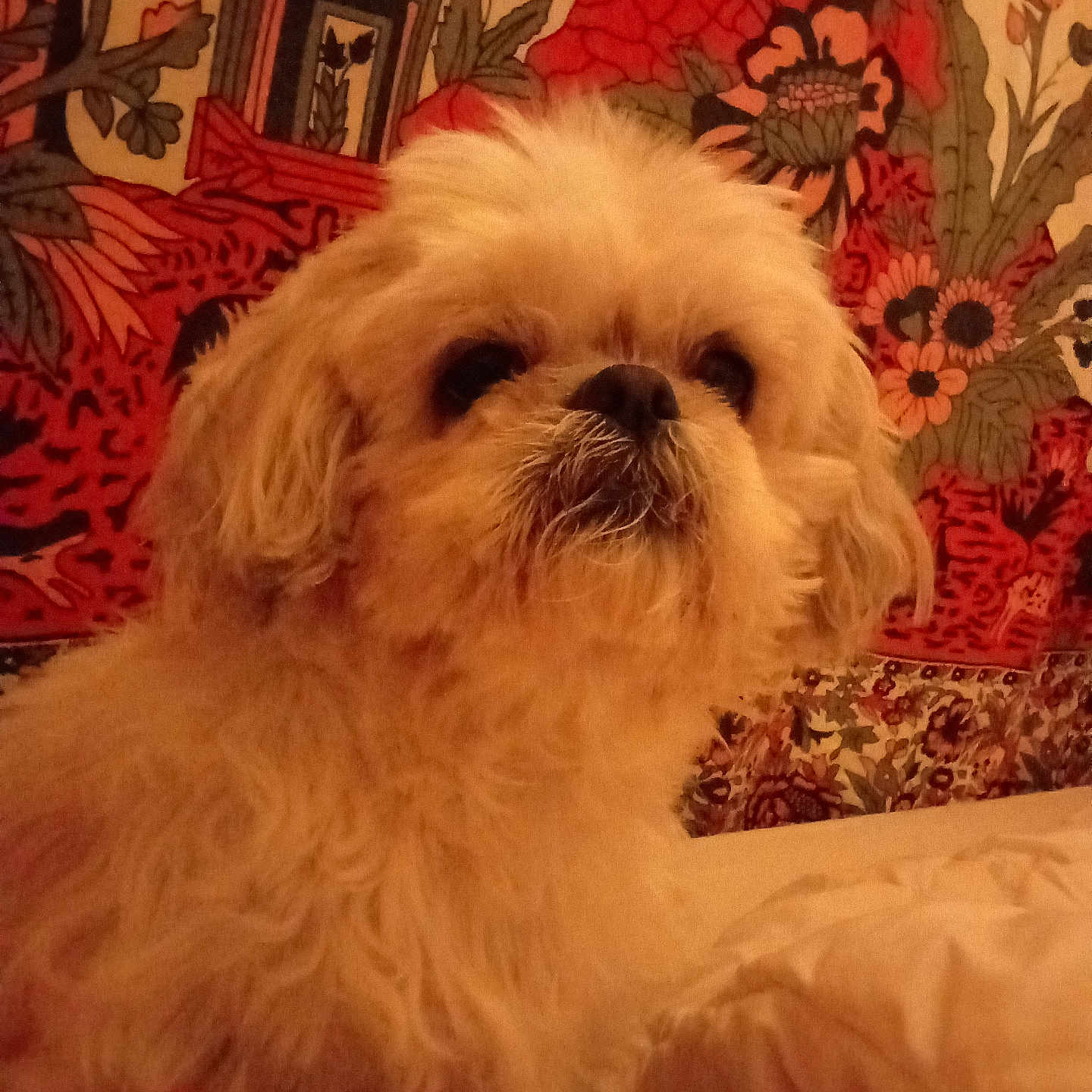 Jetsun participe au concours pour gagner de l'argent avec cette photo : animal, bed, blanket, closeup, comfort, cozy, cream_colored, cute, dog, ears, floral_pattern, fluffy, fur, indoor, nose, pet, portrait, relaxed, tapestry, whiskers