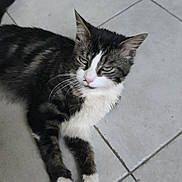 Frédérick a rejoint le concours — aidez-le/la à gagner de superbes lots ! cat, tabby, white_paws, white_chest, relaxed, lying_down, floor, tile_floor, pet, animal, whiskers, ears, fur, indoor, domestic_cat, feline, mammal, cute, resting, looking_away