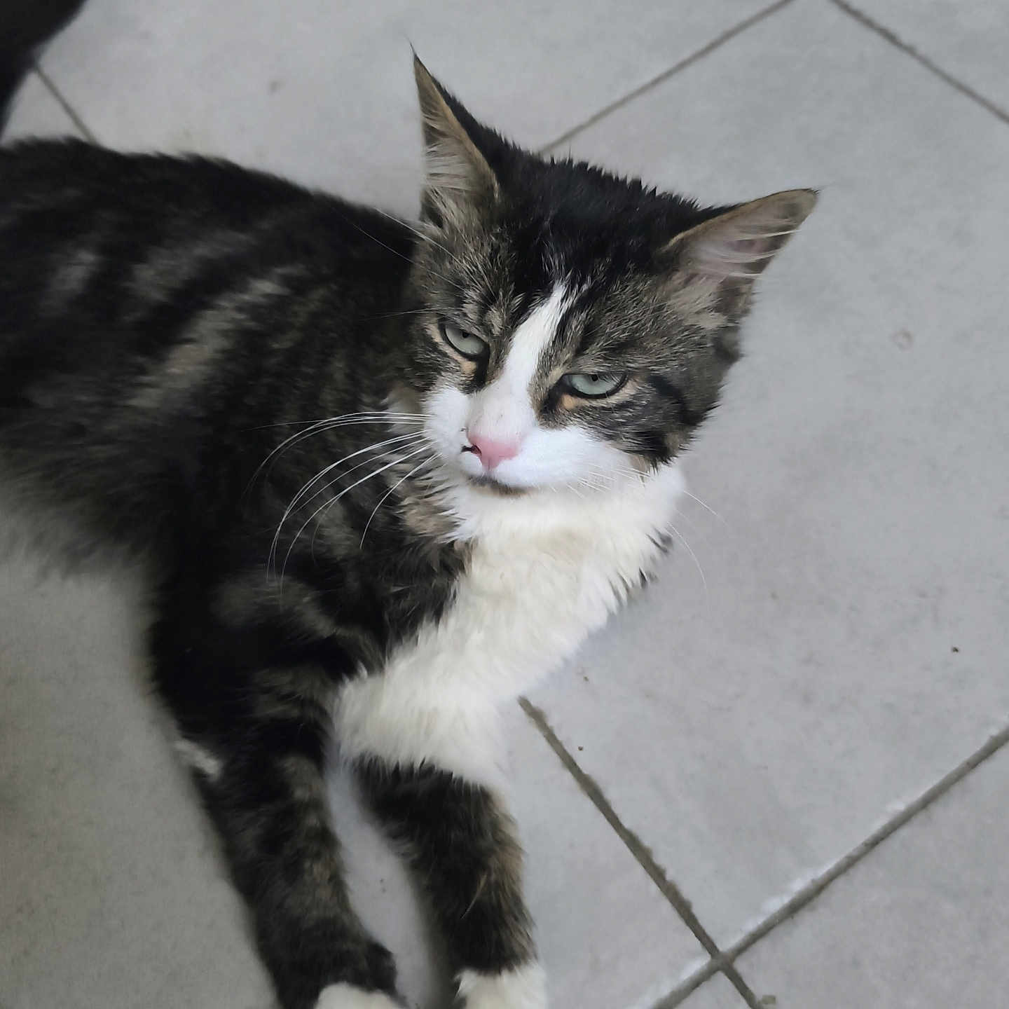 Frédérick a rejoint le concours — aidez-le/la à gagner de superbes lots ! cat, tabby, white_paws, white_chest, relaxed, lying_down, floor, tile_floor, pet, animal, whiskers, ears, fur, indoor, domestic_cat, feline, mammal, cute, resting, looking_away