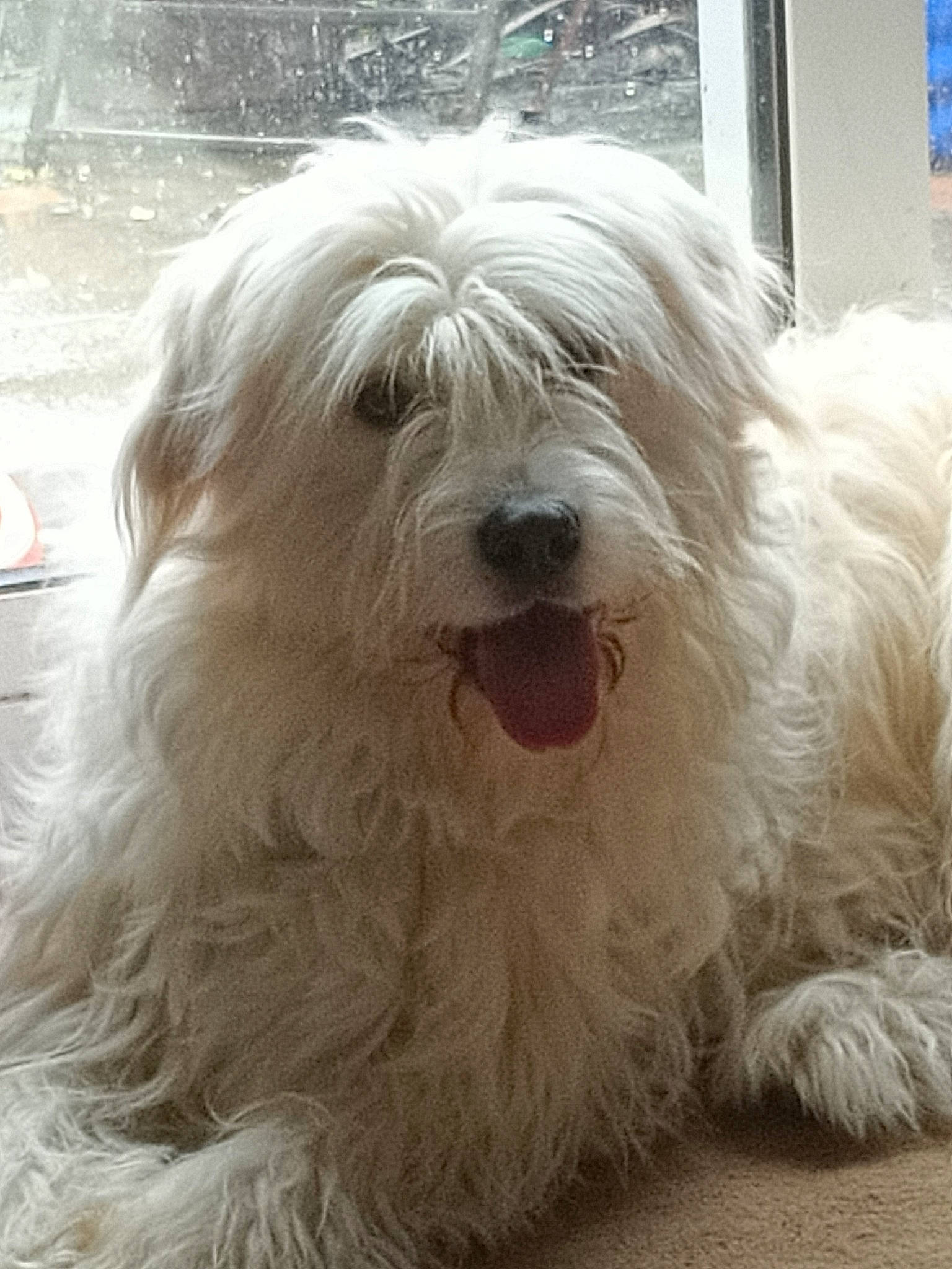 North is registered to the contest to win money with this photo: briquet_griffon_vendeen, canidae, carnivore, catalan_sheepdog, companion_dog, coton_de_tulear, dog, dog_breed, havanese, kyi_leo, lowchen, maltese, mammal, polish_lowland_sheepdog, rare_breed_dog, sapsali, terrier, tibetan_terrier, vertebrate, west_highland_white_terrier