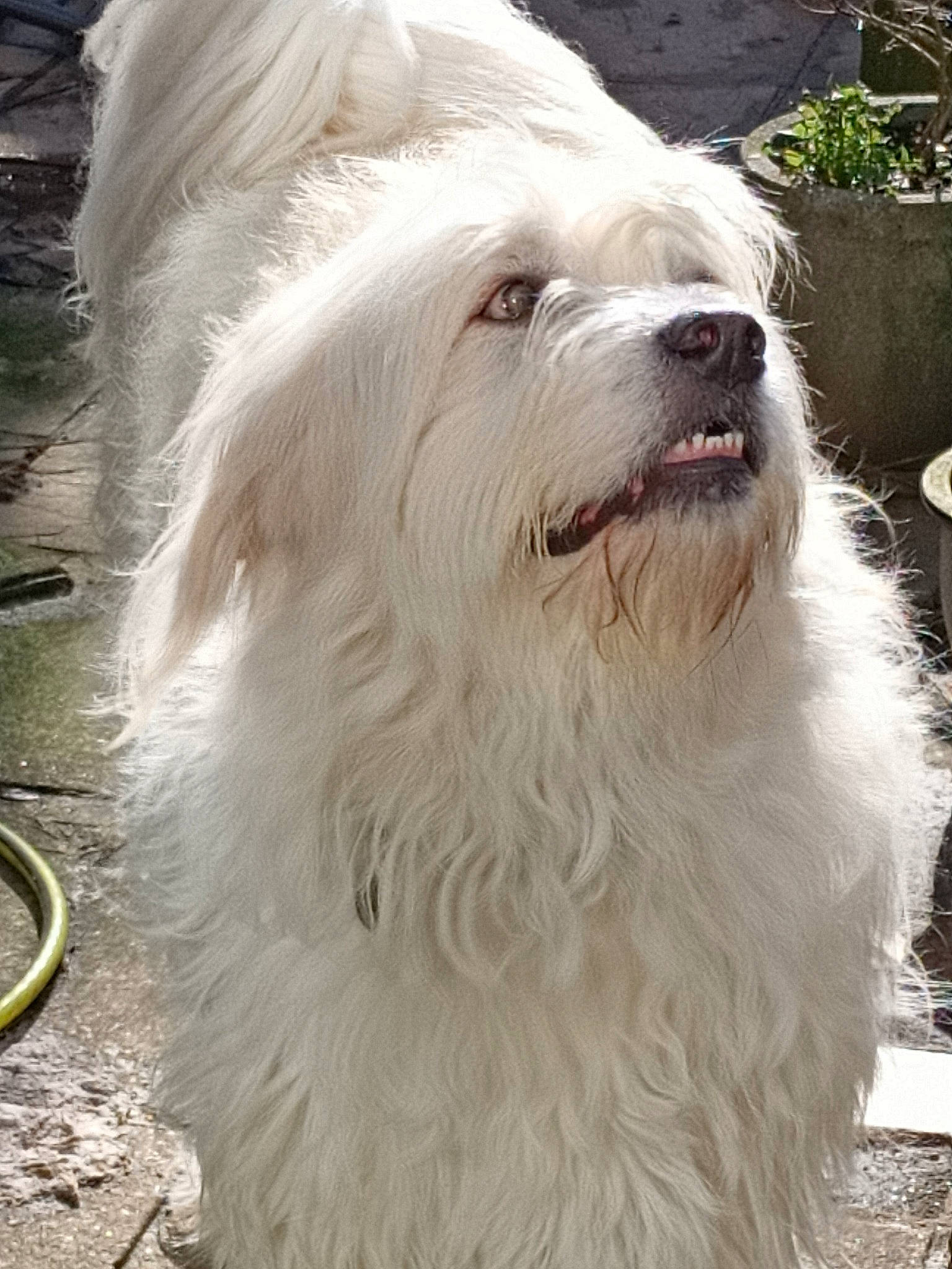 North joined the competition — help win amazing prizes! ancient_dog_breeds, bolognese, canidae, carnivore, companion_dog, coton_de_tulear, dog, dog_breed, havanese, lowchen, mammal, non_sporting_group, old_english_sheepdog, rare_breed_dog, romanian_mioritic_shepherd_dog, sapsali, south_russian_ovcharka, terrier, tibetan_terrier, vertebrate