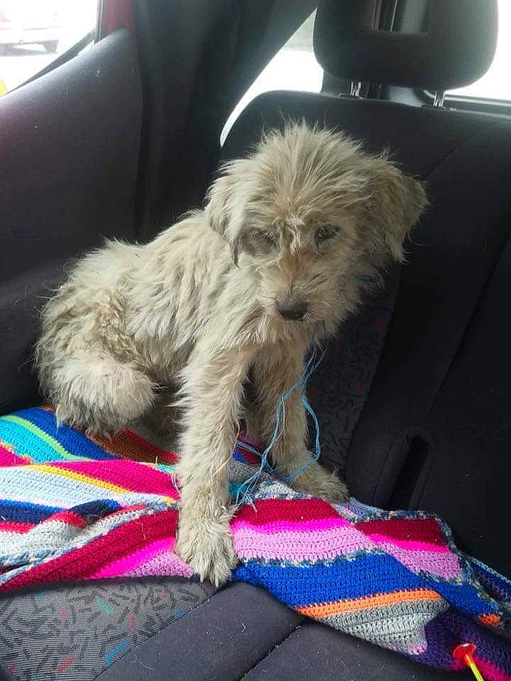 North is registered to the contest to win money with this photo: bolonka, cairn_terrier, canidae, carnivore, cockapoo, companion_dog, dog, dog_breed, dutch_smoushond, mammal, morkie, poodle_crossbreed, puppy, rare_breed_dog, schnoodle, shih_poo, shih_tzu, sporting_group, terrier, vertebrate