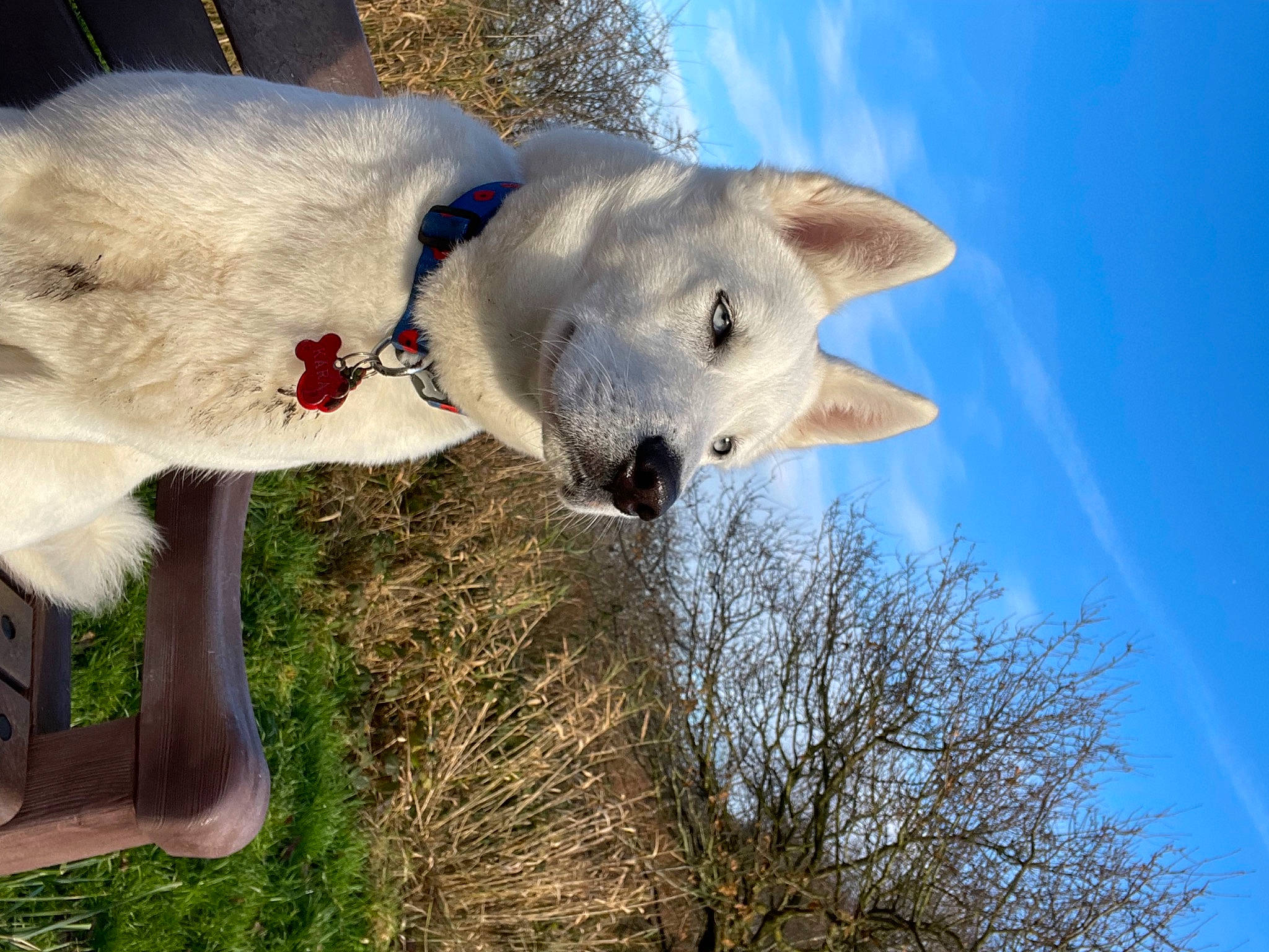 Kara joined the competition — help win amazing prizes! canidae, canis, carnivore, cloud, collar, dog, dog_breed, fur, non_sporting_group, plant, sky, snout, sporting_group, tree, twig, winter, working_animal