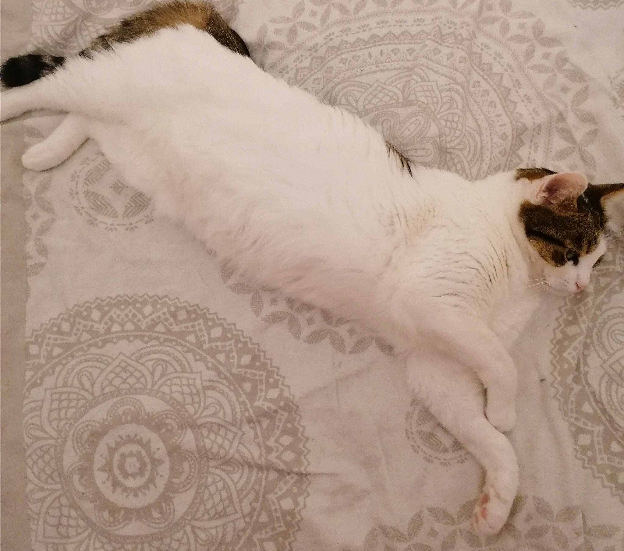 Philou participe au concours pour gagner de l'argent avec cette photo : aegean_cat, carnivore, cat, colorpoint_shorthair, domestic_short_haired_cat, felidae, fur, kitten, paw, small_to_medium_sized_cats, tail, turkish_angora, turkish_van, whiskers