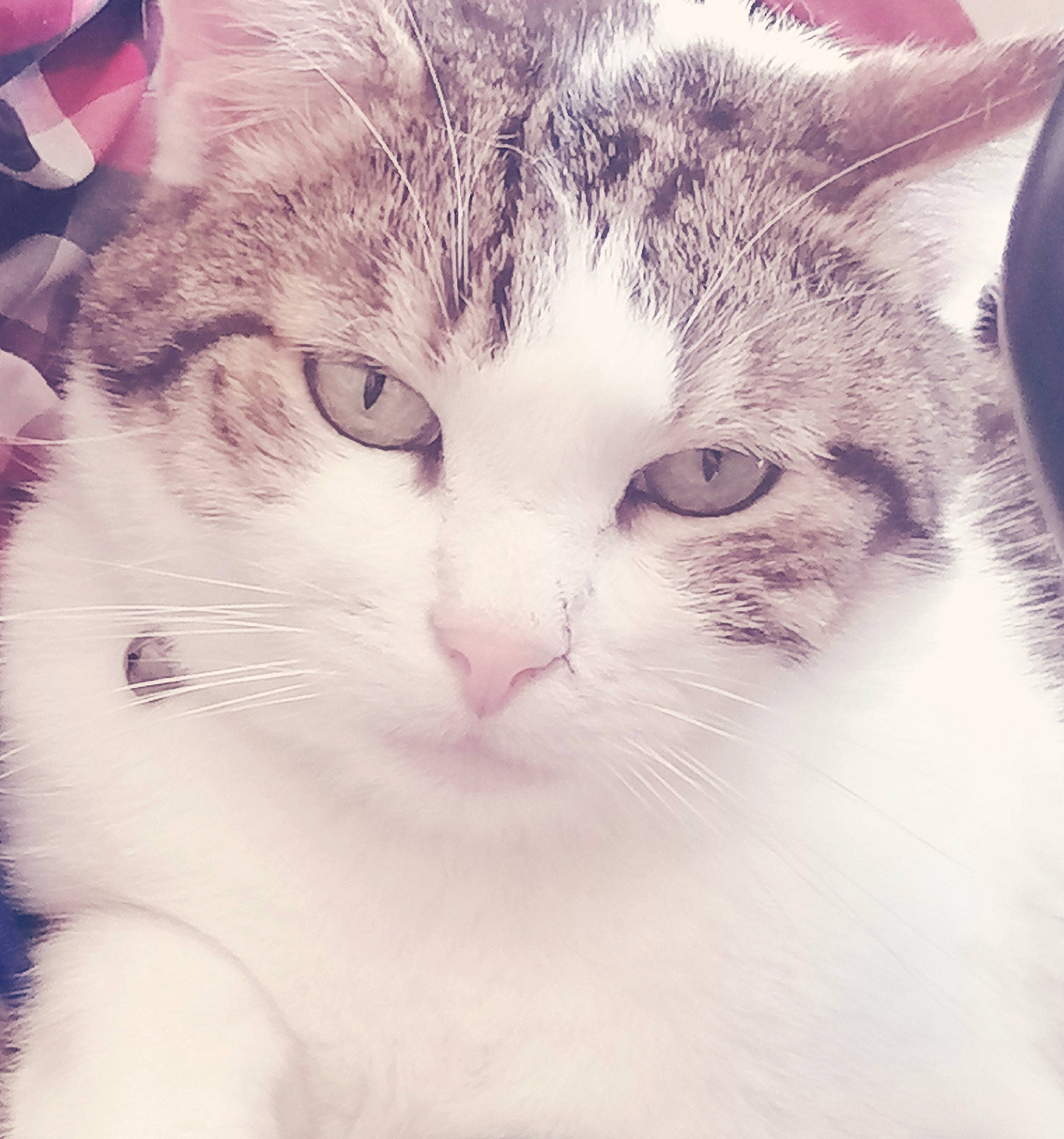 Philou participe au concours pour gagner de l'argent avec cette photo : aegean_cat, american_wirehair, carnivore, cat, domestic_short_haired_cat, ear, european_shorthair, eye, felidae, fur, kitten, nose, organ, sky, small_to_medium_sized_cats, snout, turkish_van, whiskers