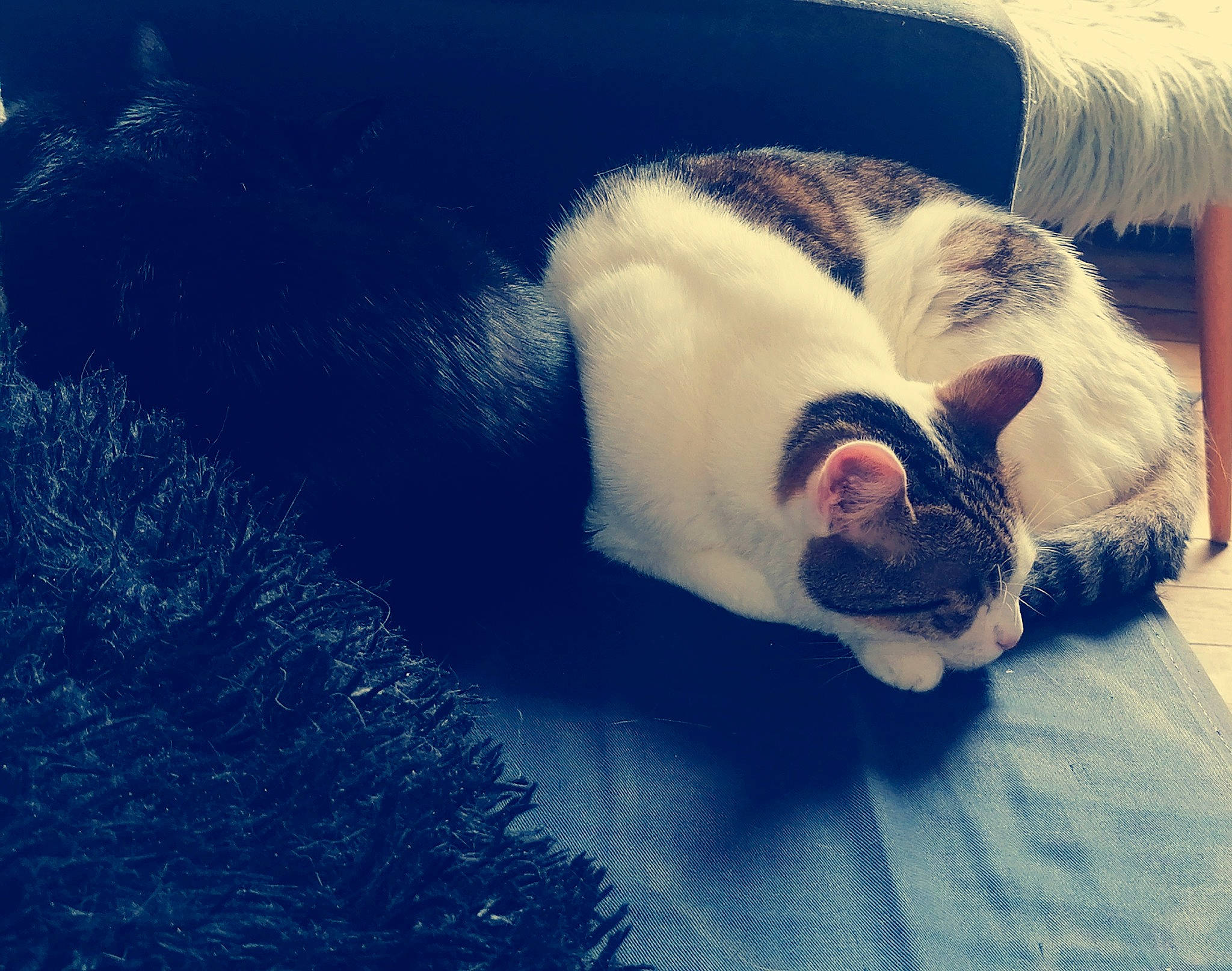 Philou a rejoint le concours — aidez-le/la à gagner de superbes lots ! canidae, carnivore, cat, cloud, ear, eye, felidae, french_bulldog, fur, love, meteorological_phenomenon, mountain, nap, nose, paw, sky, small_to_medium_sized_cats, snout, tail, whiskers