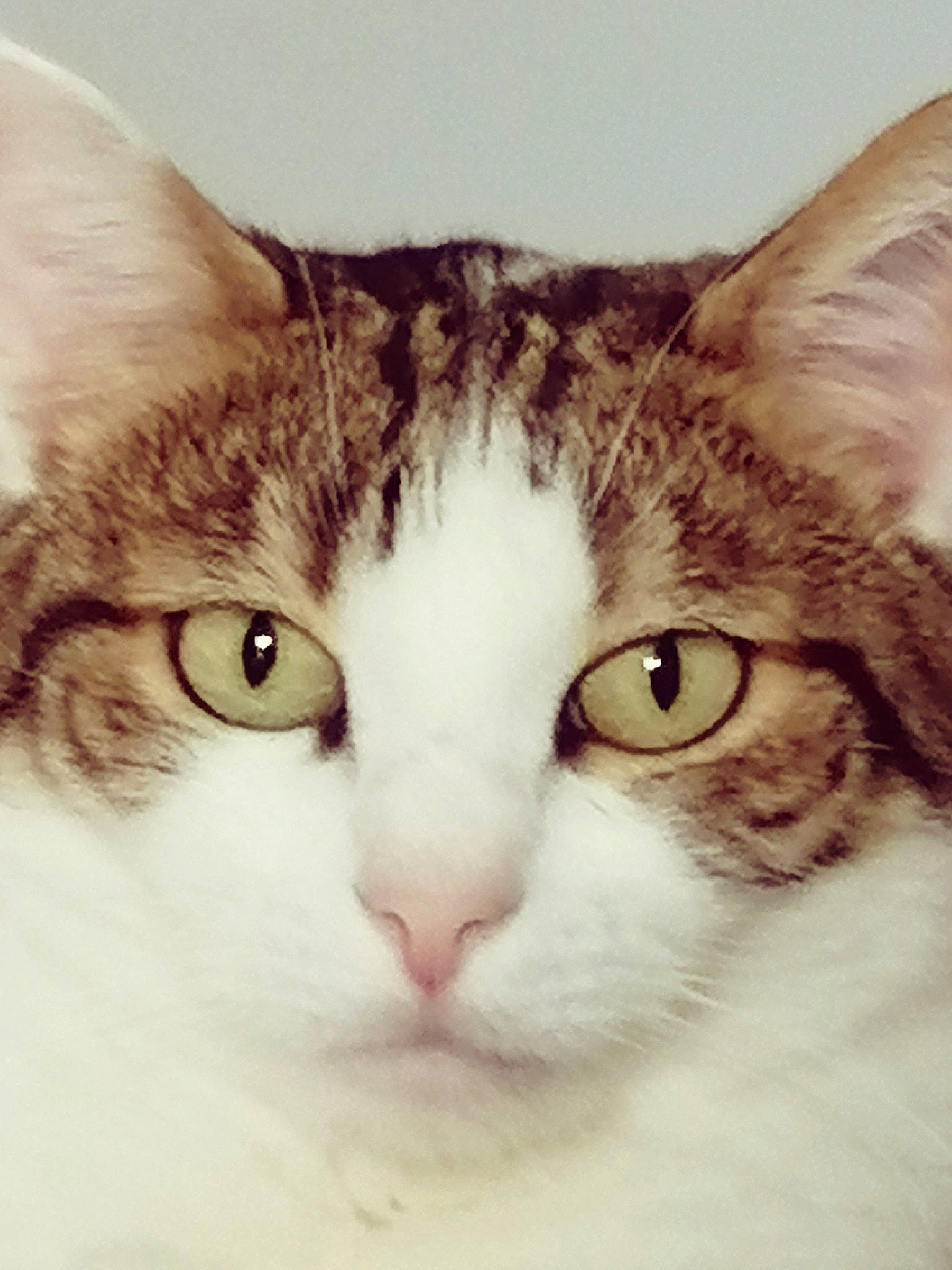 Philou participe au concours pour gagner de l'argent avec cette photo : aegean_cat, american_wirehair, carnivore, cat, close_up, domestic_short_haired_cat, ear, european_shorthair, eye, face, felidae, fur, head, kitten, mammal, nose, organ, small_to_medium_sized_cats, snout, whiskers