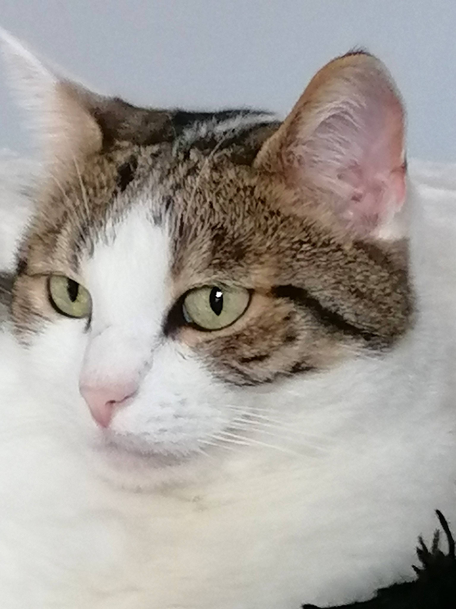 Philou a rejoint le concours — aidez-le/la à gagner de superbes lots ! aegean_cat, american_shorthair, american_wirehair, asian, australian_mist, carnivore, cat, domestic_short_haired_cat, european_shorthair, eye, felidae, fur, kitten, mammal, nose, small_to_medium_sized_cats, snout, tabby_cat, vertebrate, whiskers