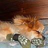 Max is registered to the contest to win money with this photo: dog, pomeranian, sleeping, socks, green_socks, paw_prints, fluffy, pet, cushion, floral_pattern, resting, cozy, indoors, wooden_background, cute, animal, fur, comfort, relaxation, nap