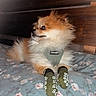 Max joined the competition — help win amazing prizes! dog, pomeranian, pet, socks, harness, bed, fluffy, fur, indoor, resting, animal, cute, small_dog, paw_prints, fabric, pattern, flower_pattern, looking_away, cozy, domestic