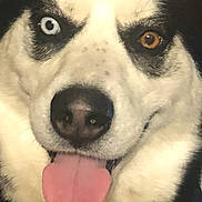 Oreo joined the competition — help win amazing prizes! animal, black_and_white, blue_eye, brown_eye, canine, close_up, dog, domestic_animal, face, fur, happy, heterochromia, husky, indoor, person_partial, pet, playful, portrait, smile, tongue_out