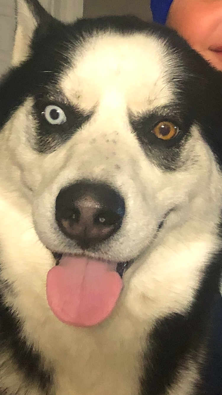 Oreo