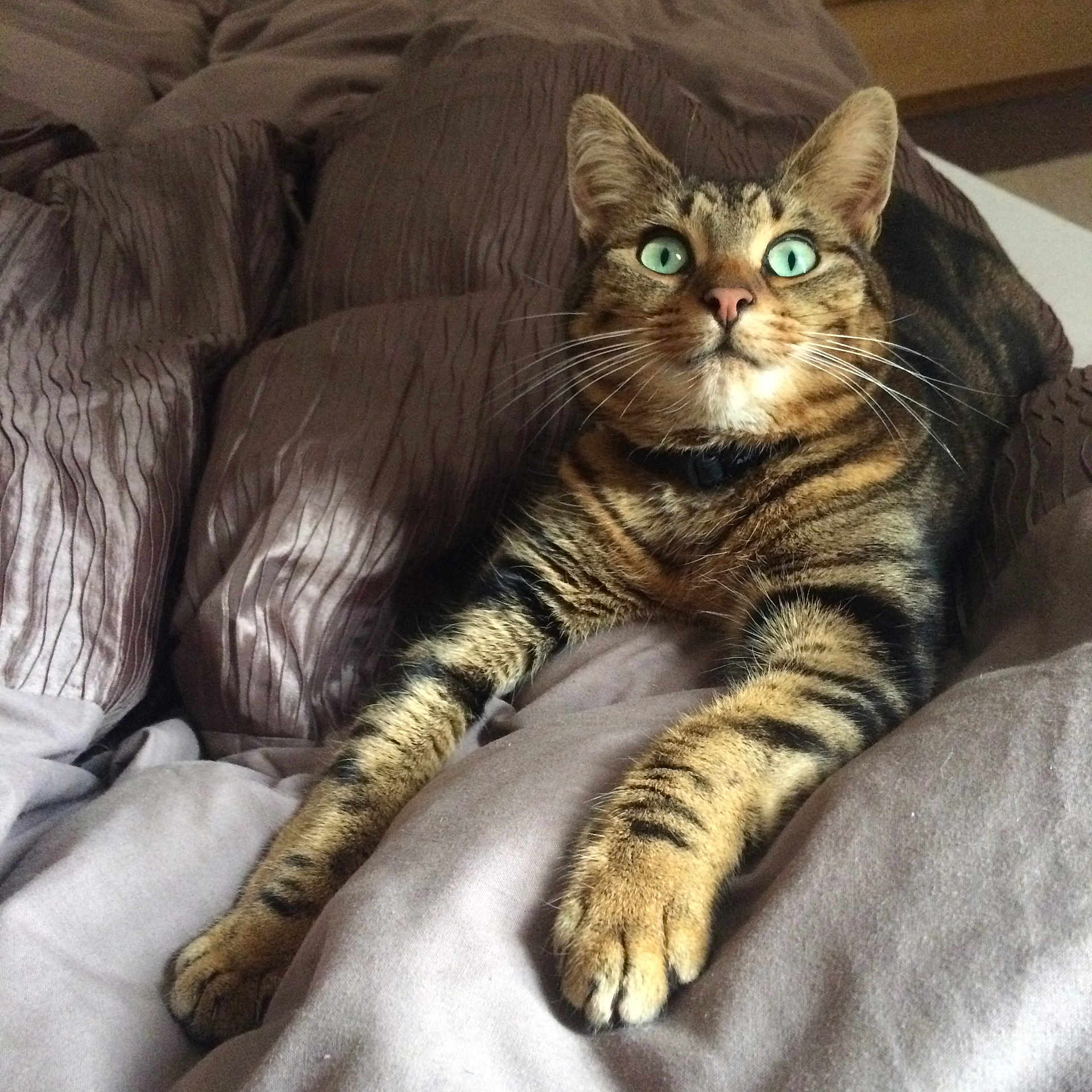 Katniss is registered to the contest to win money with this photo: abyssinian, animal, bed, bedroom, blanket, cat, chair, couch, cushion, furniture, homedecor, indoors, kitten, linen, manx, person, pet, quilt, room, sleeping