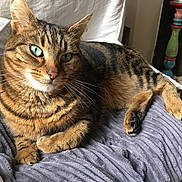 Katniss joined the competition — help win amazing prizes! abyssinian, alcohol, animal, architecture, beverage, blanket, bottle, building, cat, chair, couch, cushion, furniture, homedecor, indoors, linen, livingroom, manx, pet, room