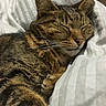 Katniss is registered to the contest to win money with this photo: abyssinian, animal, bed, blanket, cat, couch, cushion, furniture, homedecor, kitten, linen, manx, person, pet, quilt, sleeping