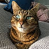 Katniss joined the competition — help win amazing prizes! abyssinian, animal, architecture, armchair, blanket, building, cat, chair, couch, cushion, furniture, homedecor, indoors, kitten, linen, livingroom, manx, pet, pillow, room