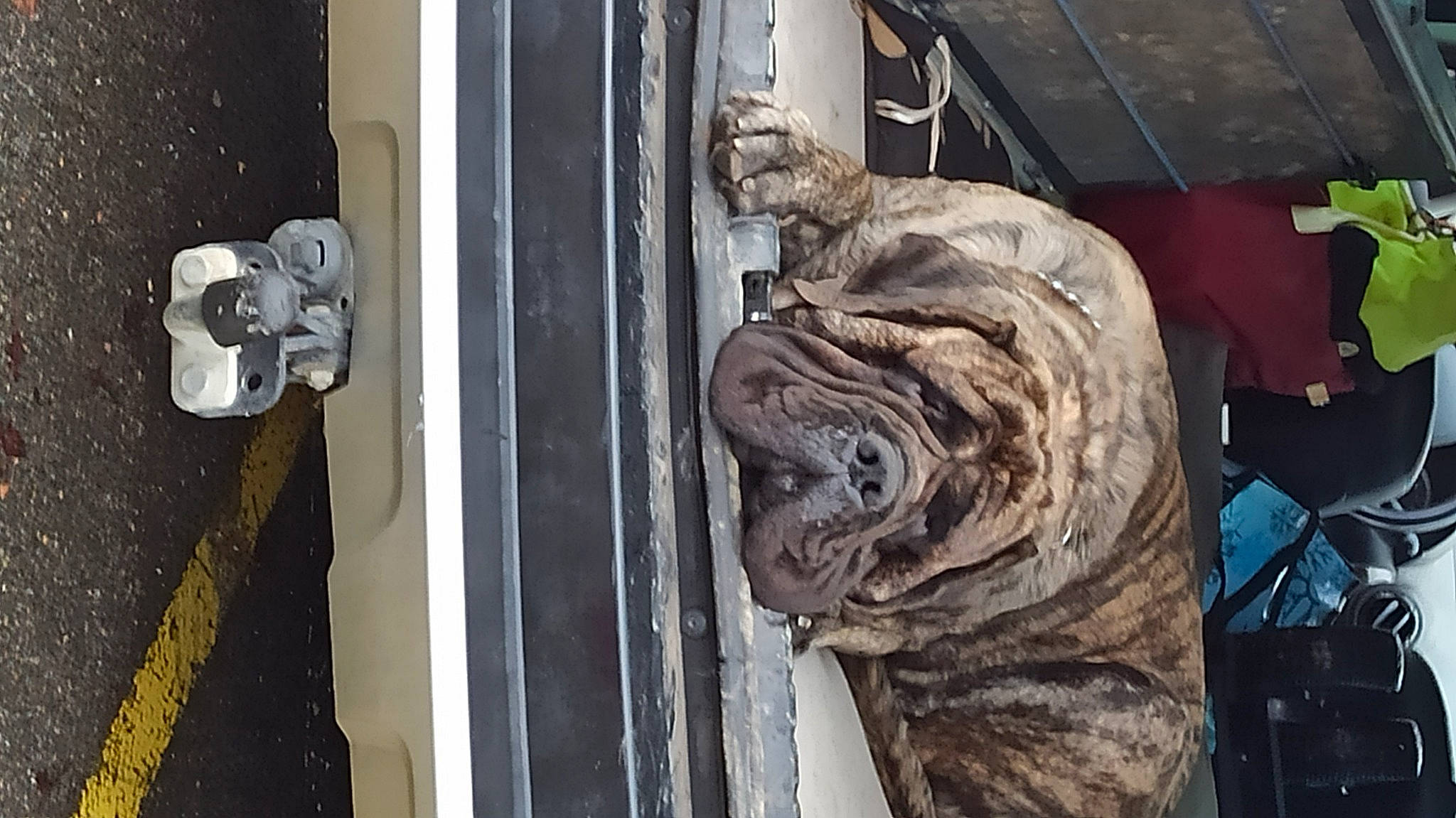 Ultrachic participe au concours pour gagner de l'argent avec cette photo : art, big_cats, carnivore, dog, dog_breed, door, door_handle, facade, felidae, fur, glass, metal, sculpture, snout, sporting_group, terrestrial_animal, vehicle_door, visual_arts, wildlife, wood