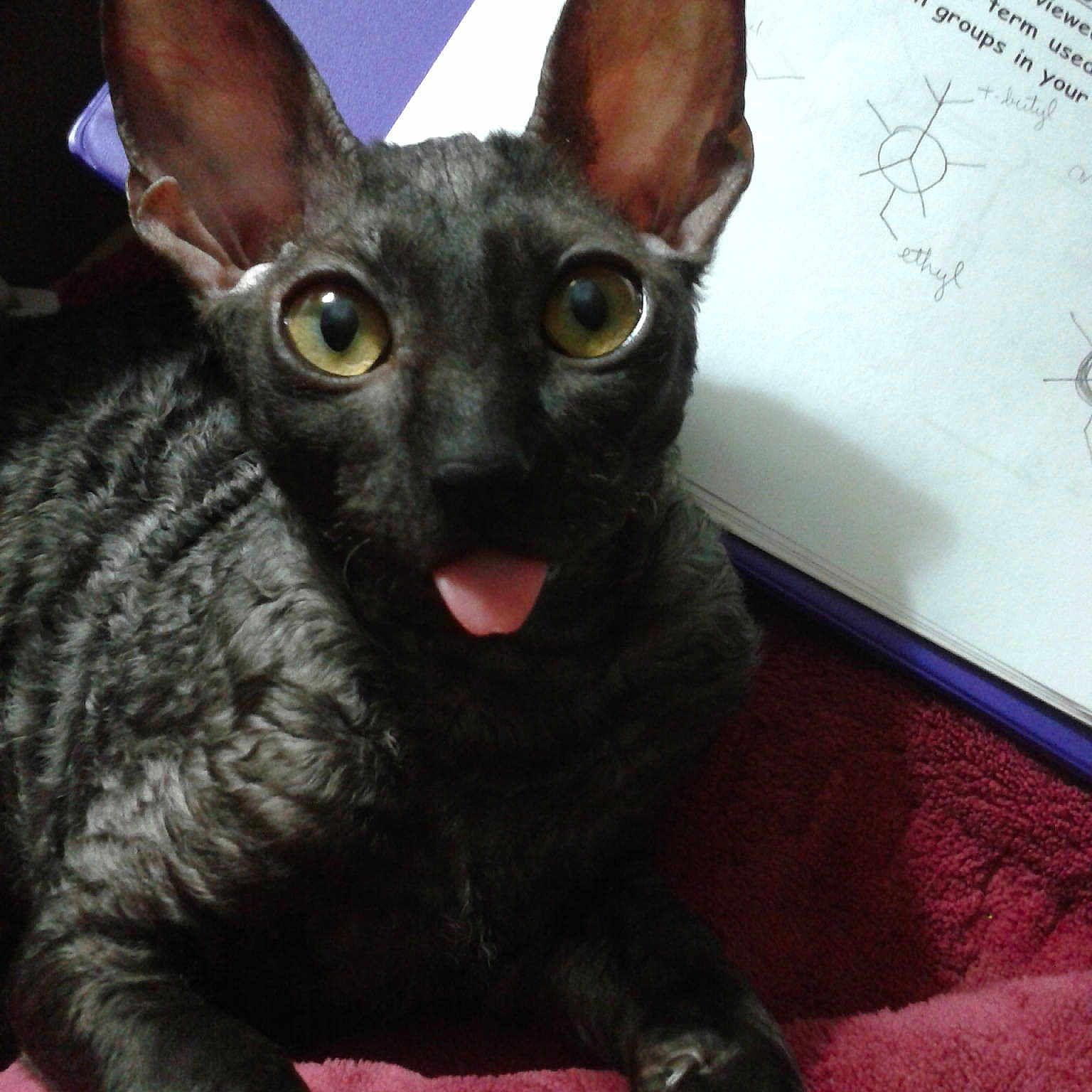 Cleopatra is registered to the contest to win money with this photo: