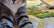 Lulu is registered to the contest to win money with this photo: cat, tabby, white_paws, stretching, carpet, colorful, texture, winking, indoor, pet, animal, cute, feline, whiskers, ears, closeup, relaxed, playful, fabric, pattern