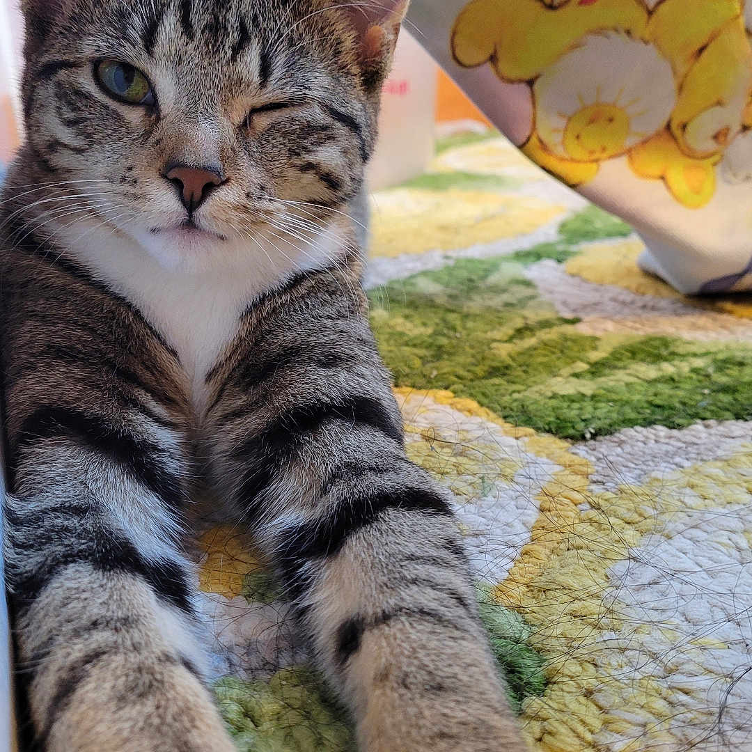 Lulu is registered to the contest to win money with this photo: cat, tabby, white_paws, stretching, carpet, colorful, texture, winking, indoor, pet, animal, cute, feline, whiskers, ears, closeup, relaxed, playful, fabric, pattern