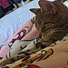 Lulu is registered to the contest to win money with this photo: cat, tabby, sleeping, blanket, cartoon_pattern, indoor, cozy, resting, feline, fur, whiskers, bedroom, clothes, hanger, soft_light, comfort, domestic_animal, cute, relaxation, nap