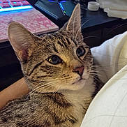 Lulu joined the competition — help win amazing prizes! cat, tabby, pet, animal, fur, ears, whiskers, person, white_shirt, keyboard, computer, desk, indoor, closeup, comfort, technology, glowing, eyes, cute, relaxed