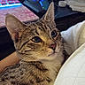 cat, tabby, pet, animal, fur, ears, whiskers, person, white_shirt, keyboard, computer, desk, indoor, closeup, comfort, technology, glowing, eyes, cute, relaxed