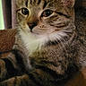 Lulu joined the competition — help win amazing prizes! cat, tabby_cat, animal, pet, feline, close_up, whiskers, ears, fur, striped, eyes, resting, indoor, cozy, soft, portrait, cute, domestic_animal, mammal, young_cat