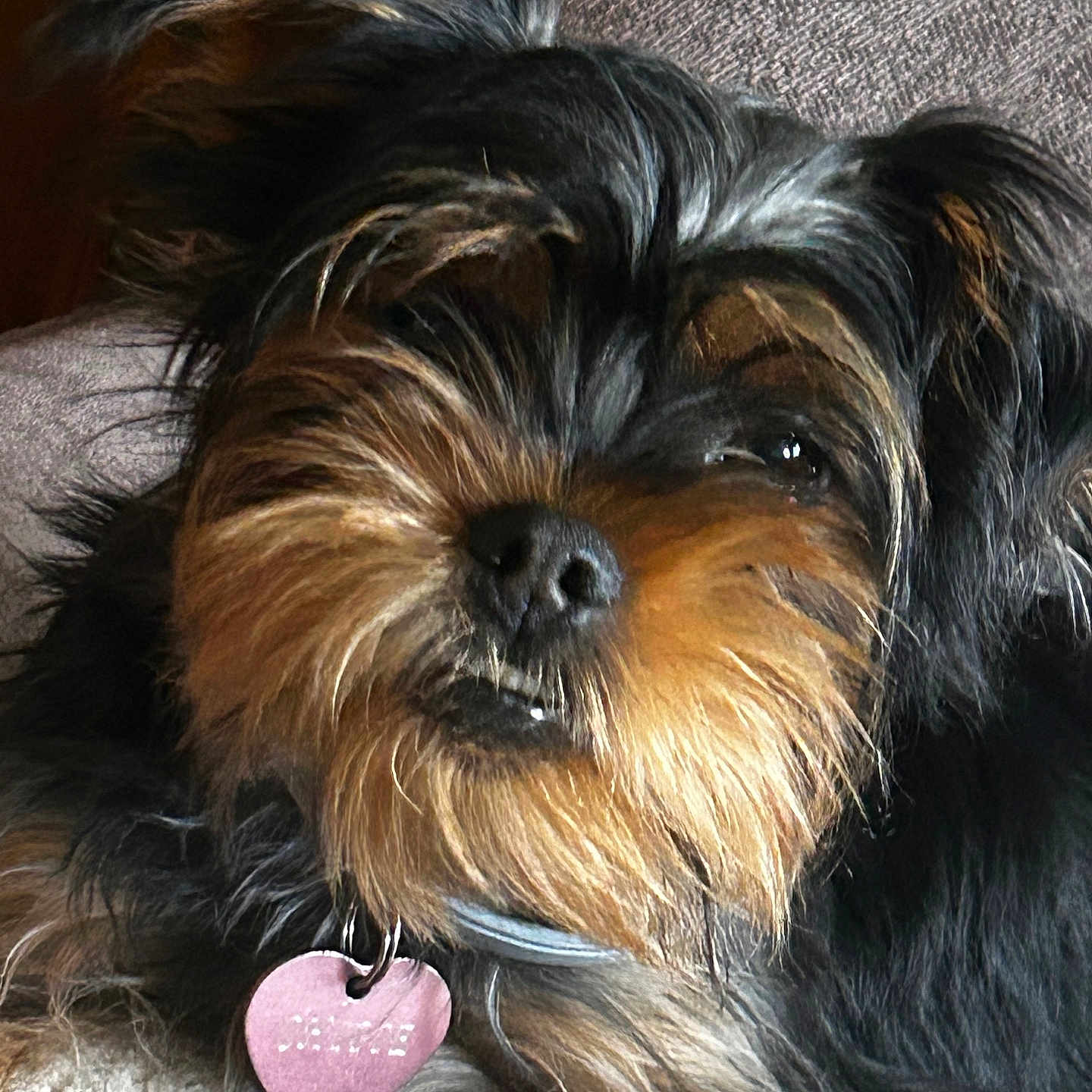 Chipie
