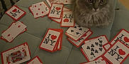 Broke is registered to the contest to win money with this photo: cat, playing_cards, gray_cat, cushion, table, indoor, pet, card_game, fur, curious, wide_eyes, relaxed, scattered_cards, game, animal, closeup, feline, soft_texture, home, seated