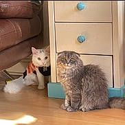 Broke joined the competition — help win amazing prizes! cat, indoor, furniture, floor, drawer, brown_leather_sofa, white_cat, gray_cat, heterochromia, striped_clothing, pet, curious, fluffy, tail, wooden_floor, knobs, books, colorful_toy, lighting, cozy