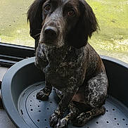 Jip'S participe au concours pour gagner de l'argent avec cette photo : canidae, carnivore, dog, dog_breed, german_longhaired_pointer, german_shorthaired_pointer, german_spaniel, hunting_dog, pointer, pointing_breed, small_munsterlander, snout, spaniel, sporting_group