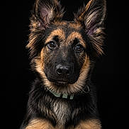 Benny a rejoint le concours — aidez-le/la à gagner de superbes lots ! adorable, alert, animal, black_background, canine, close_up, collar, cute, dog, ears, fluffy_fur, fur, german_shepherd, headshot, looking_at_camera, pet, portrait, puppy, studio_shot, young