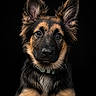 adorable, alert, animal, black_background, canine, close_up, collar, cute, dog, ears, fluffy_fur, fur, german_shepherd, headshot, looking_at_camera, pet, portrait, puppy, studio_shot, young
