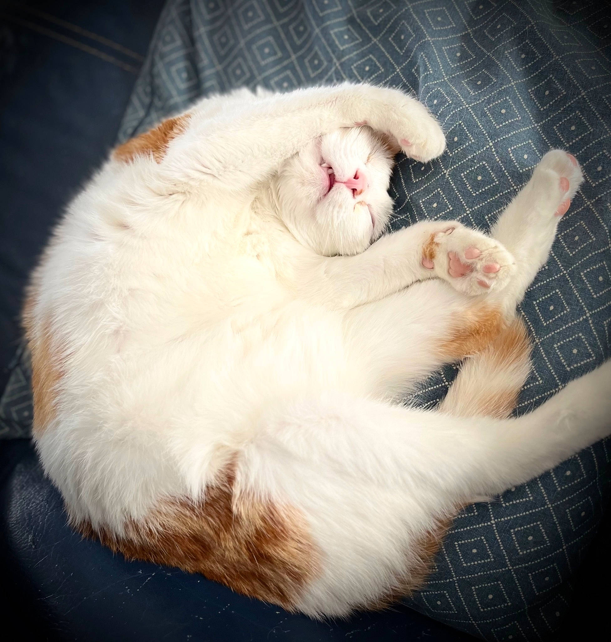 Nicolas a rejoint le concours — aidez-le/la à gagner de superbes lots ! carnivore, cat, claw, cloud, comfort, domestic_short_haired_cat, ear, fawn, felidae, foot, fur, gesture, nail, nap, paw, sleep, small_to_medium_sized_cats, snout, tail, whiskers