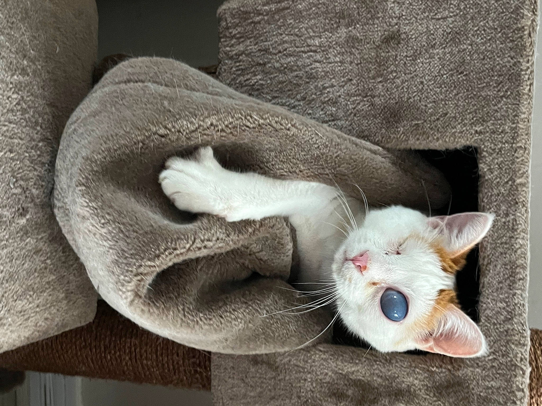 Nicolas participe au concours pour gagner de l'argent avec cette photo : carnivore, cat, claw, comfort, domestic_short_haired_cat, fawn, felidae, fur, grey, linens, mammal, paw, small_to_medium_sized_cats, snout, tail, vertebrate, whiskers