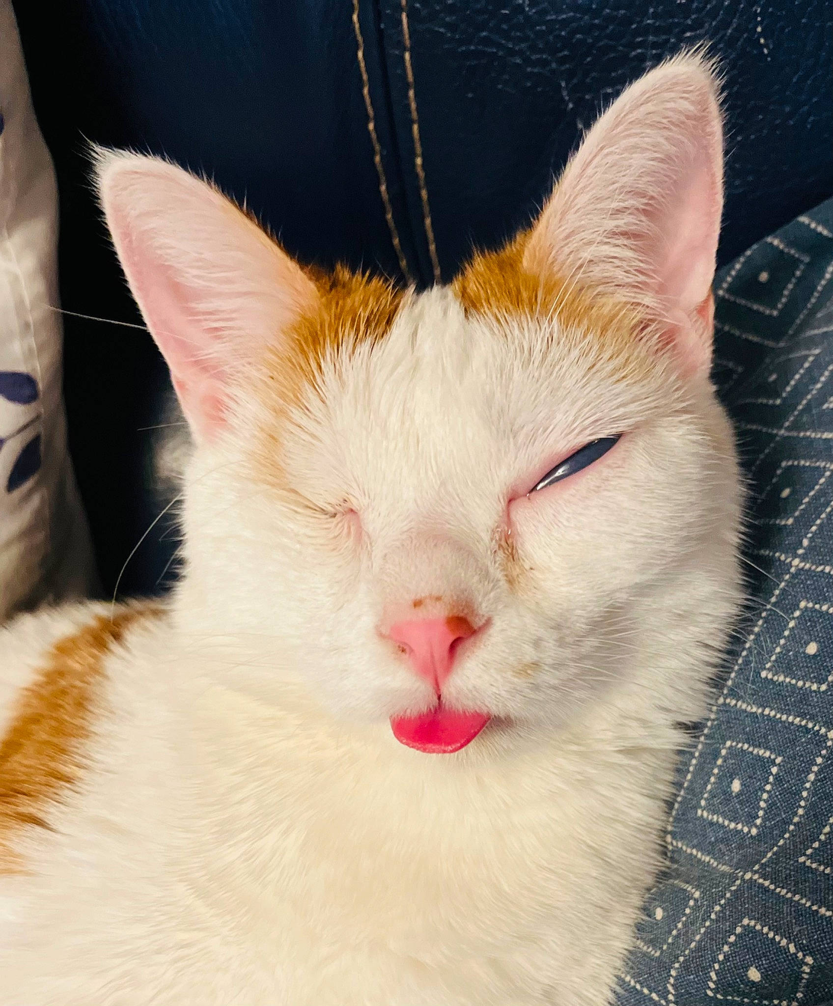 Nicolas a rejoint le concours — aidez-le/la à gagner de superbes lots ! carnivore, cat, comfort, domestic_short_haired_cat, eye, felidae, fur, head, paw, small_to_medium_sized_cats, snout, tail, terrestrial_animal, whiskers