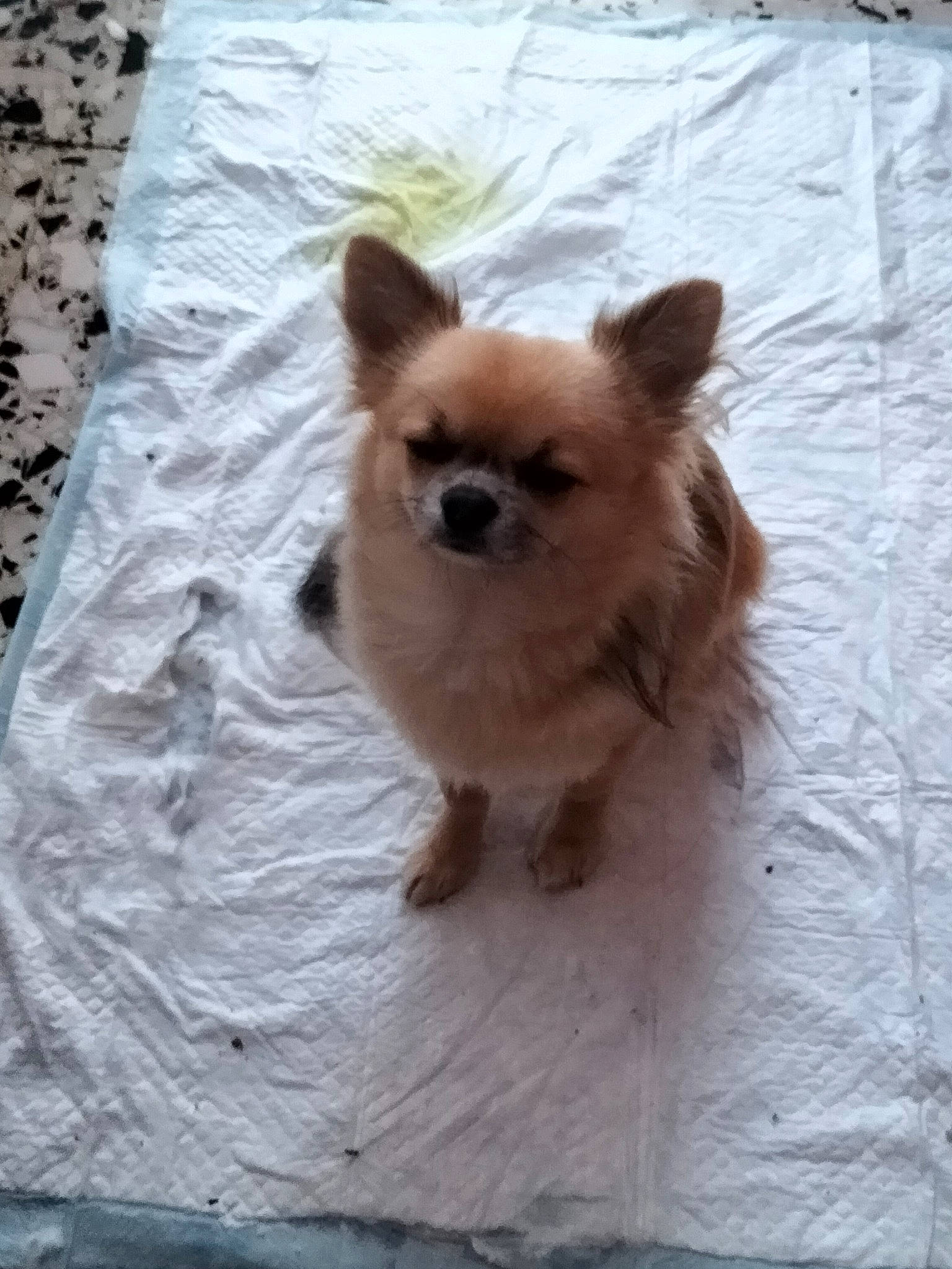 Hatchi participe au concours pour gagner de l'argent avec cette photo : canidae, carnivore, companion_dog, dog, dog_breed, dog_supply, fawn, fur, german_spitz_mittel, pet_supply, snout, spitz, sporting_group, tail, terrestrial_animal, toy_dog, volpino_italiano, whiskers, wildlife, working_animal