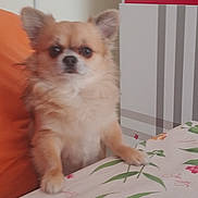 Hatchi participe au concours pour gagner de l'argent avec cette photo : animal, cabinet, companion, curious, cute, dog, domestic, floral_pattern, fluffy, furniture, indoor, orange_clothing, paw_on_table, pet, sitting, small_dog, table, tablecloth, tan_fur, white_fur