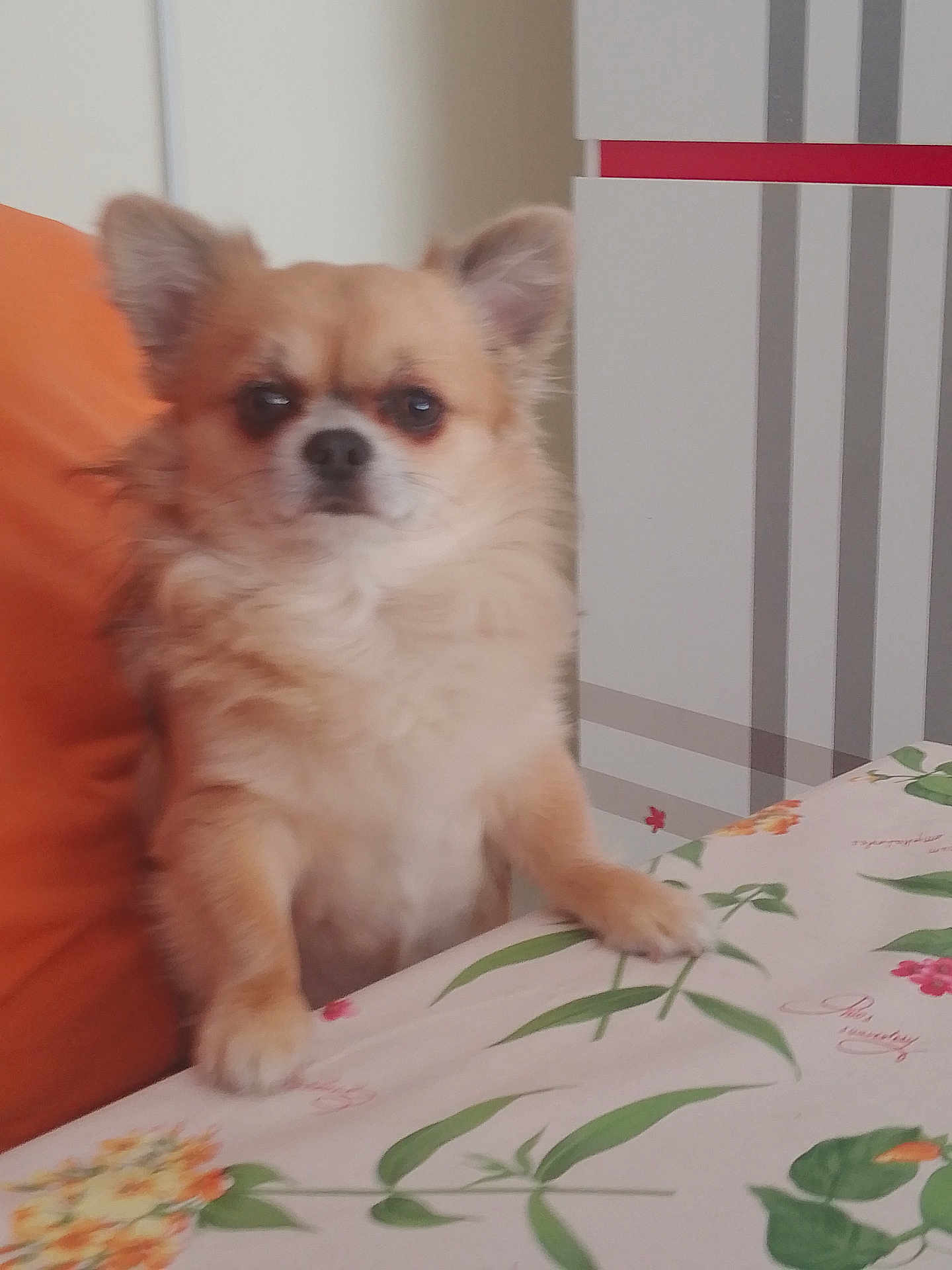 Hatchi